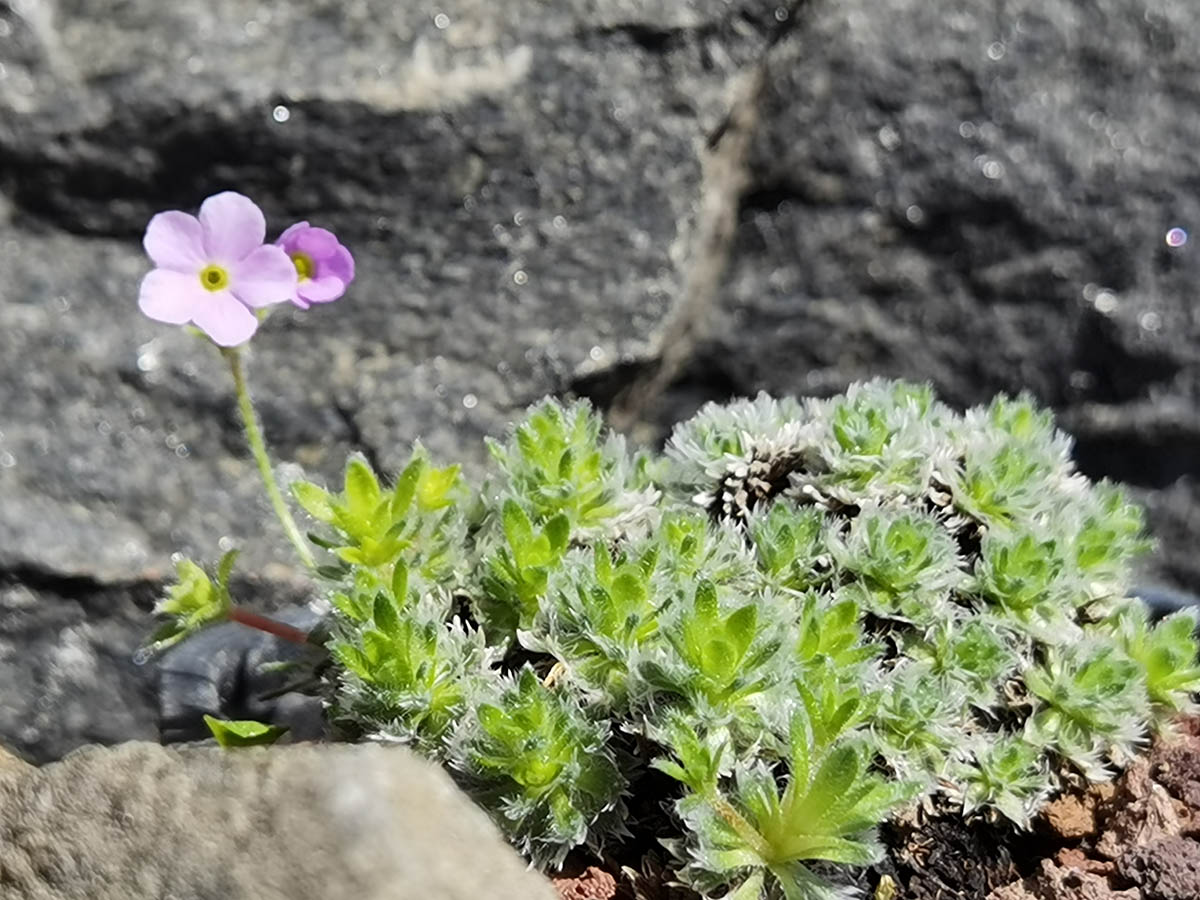 Androsace robusta (Groupe Jacquemontii)